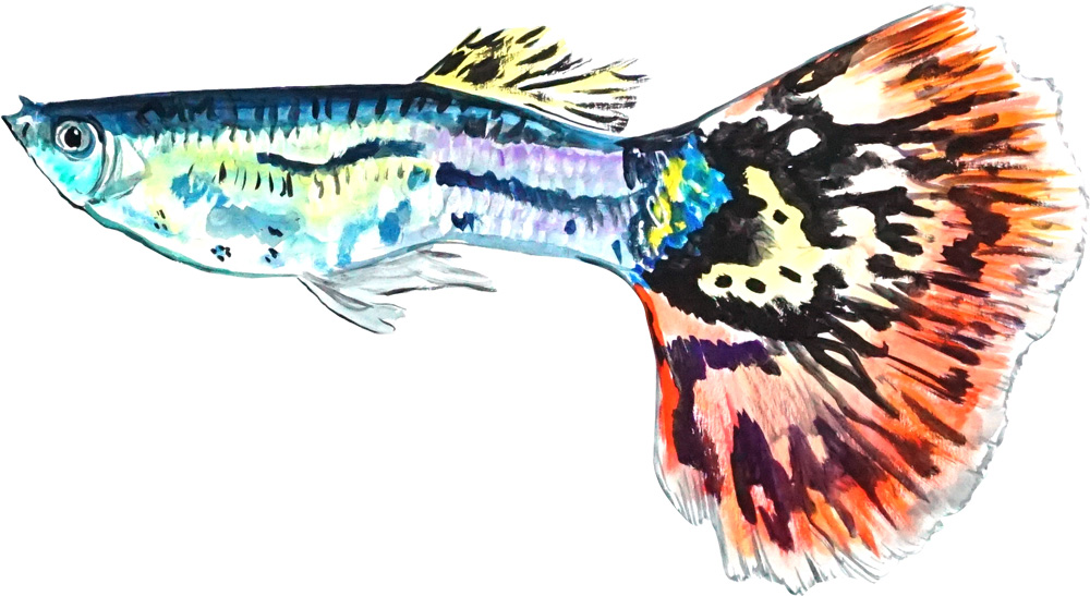 Fancy Guppie Decal/Sticker - Click Image to Close