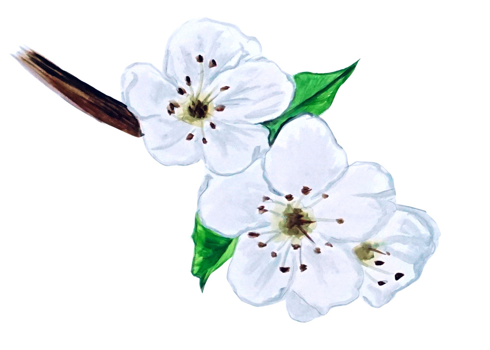Pear Blossum Decal/Sticker - Click Image to Close