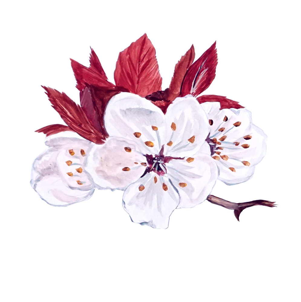 Plum Blossum Decal/Sticker - Click Image to Close