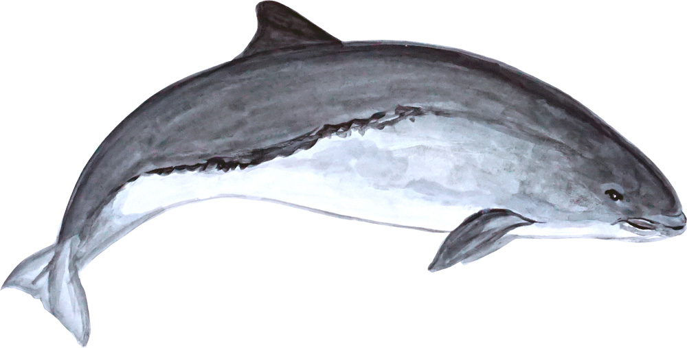 Porpoise Decal/Sticker - Click Image to Close