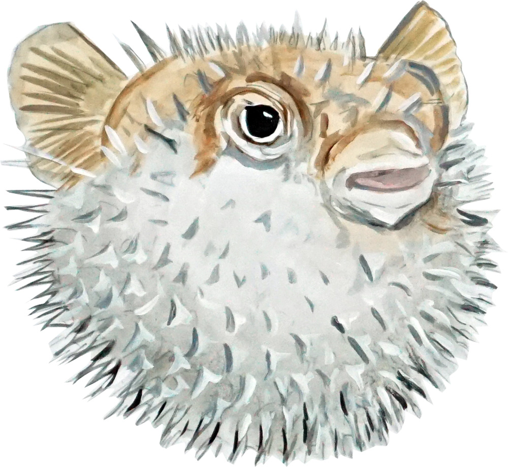 Puffer Fish Decal/Sticker - Click Image to Close