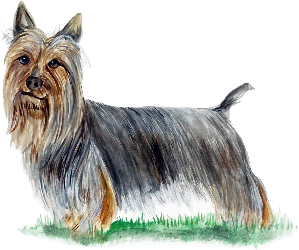 Silky Terrier Decal/Sticker - Click Image to Close