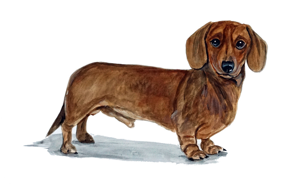 Weiner Dog Decal/Sticker - Click Image to Close