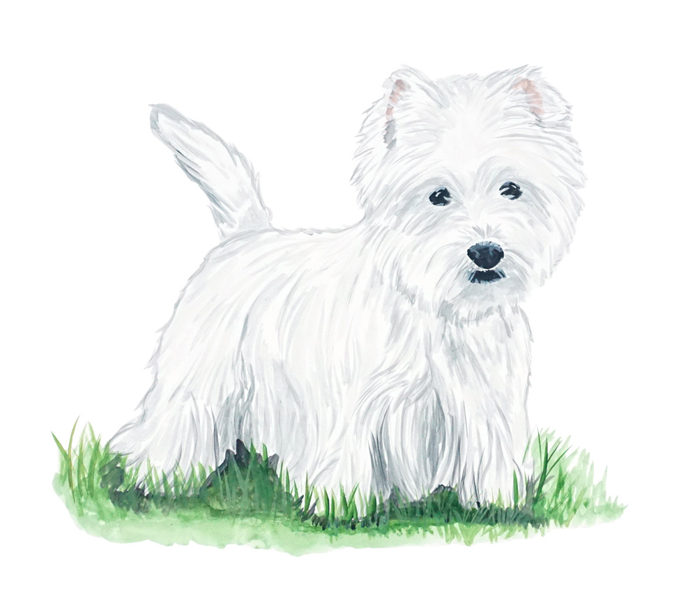 West Highland Terrier Decal/Sticker - Click Image to Close