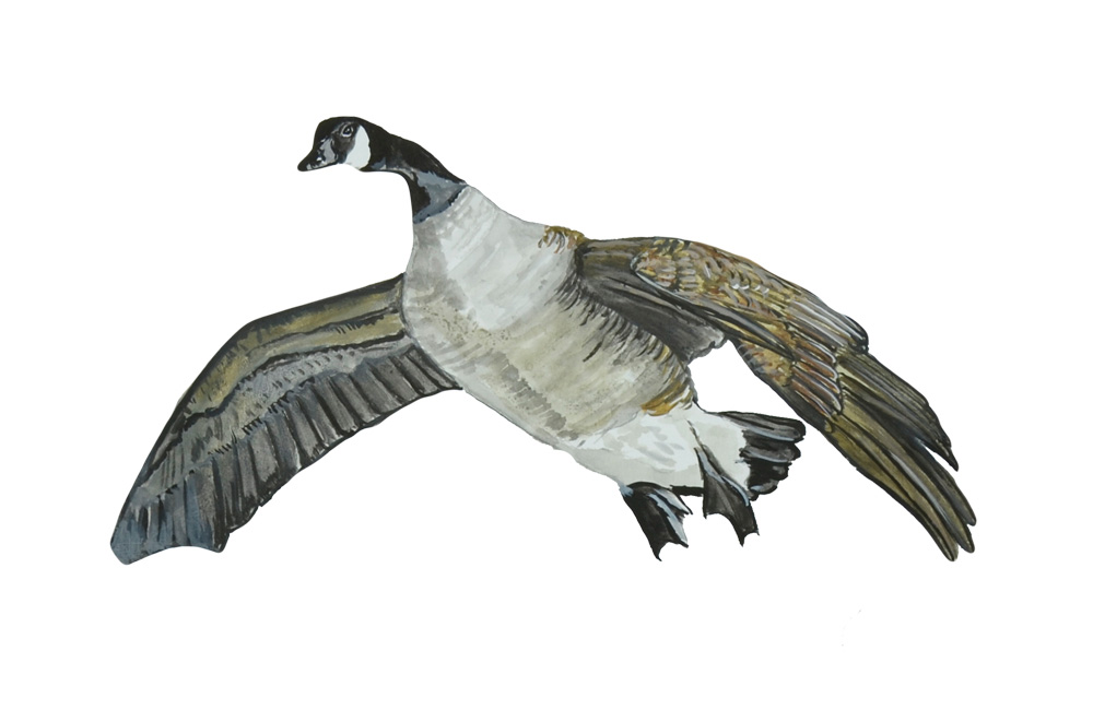 Flying Goose Decal/Sticker - Click Image to Close