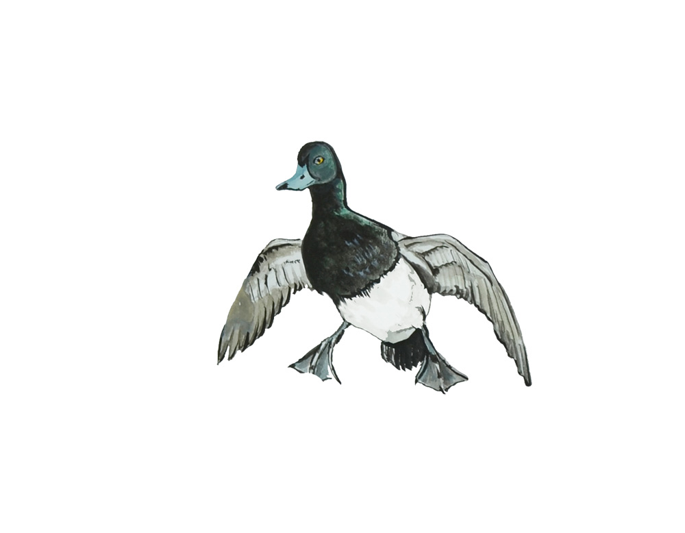 Blue Bill Duck Decal/Sticker - Click Image to Close