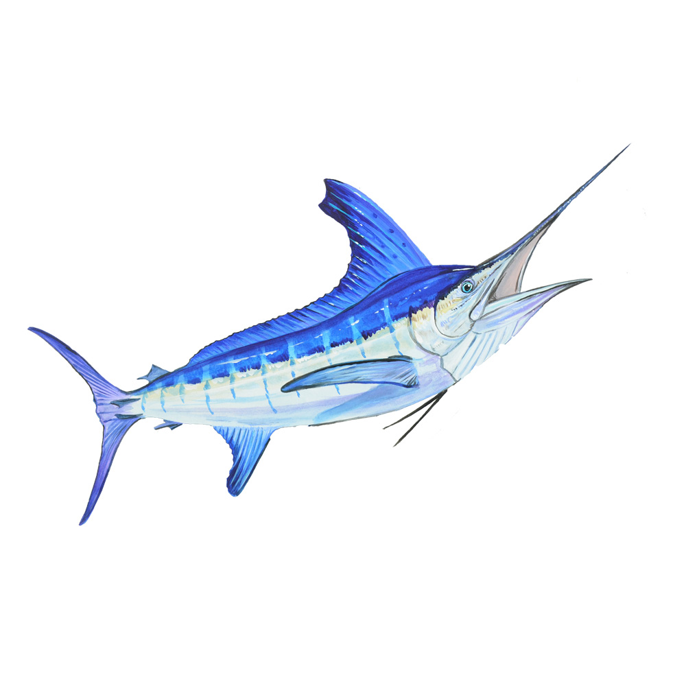 Marlin Decal/Sticker - Click Image to Close