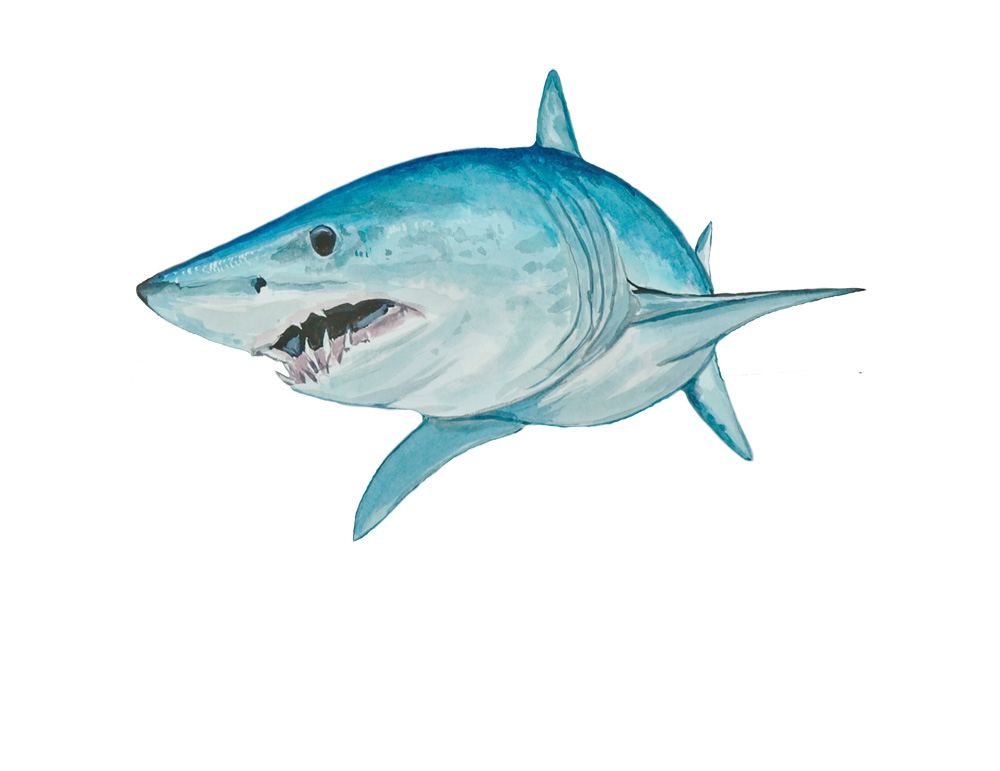 Mako Shark Decal/Sticker