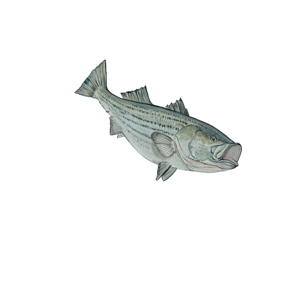 Striped Bass Decal/Sticker [STK476] - $6.99 : Almost Alive Lures