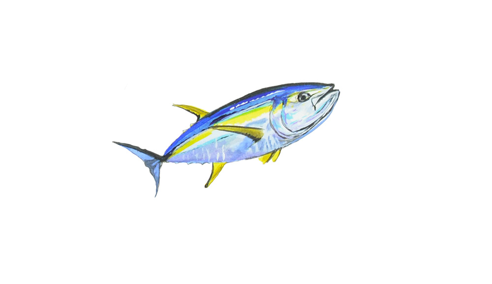 Yellow Fin Tuna Decal/Sticker - Click Image to Close