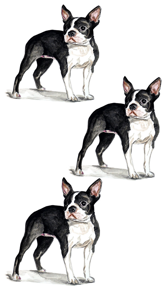 Boston Terrier 3 Decal/Sticker - Click Image to Close