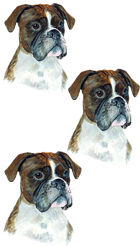 Boxer 3 Decal/Sticker - Click Image to Close