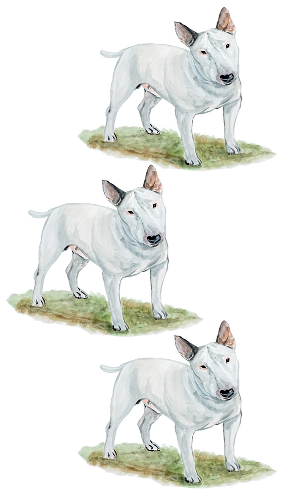 Bull Terrier 3 Decal/Sticker - Click Image to Close