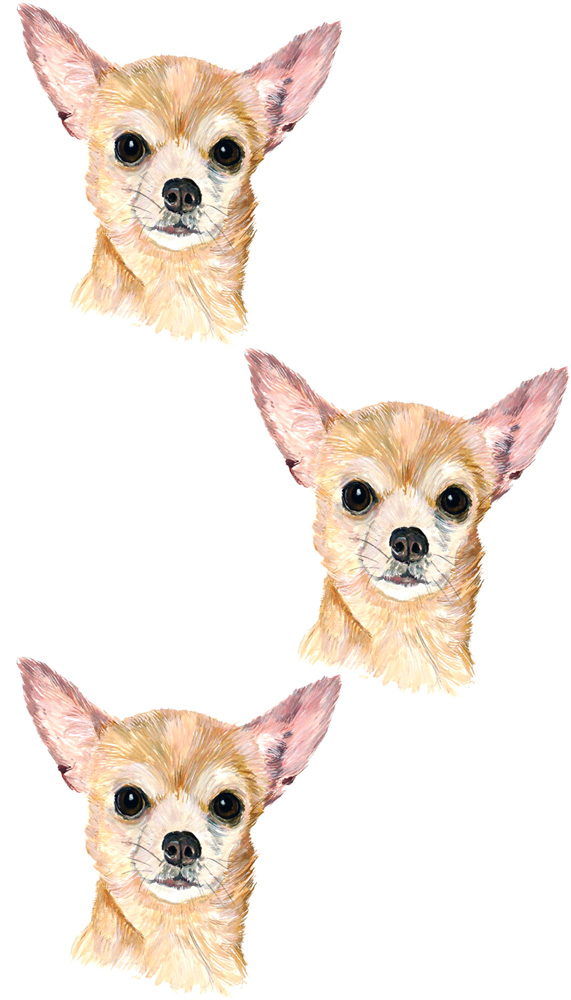 Chihuahua 3 Decal/Sticker - Click Image to Close