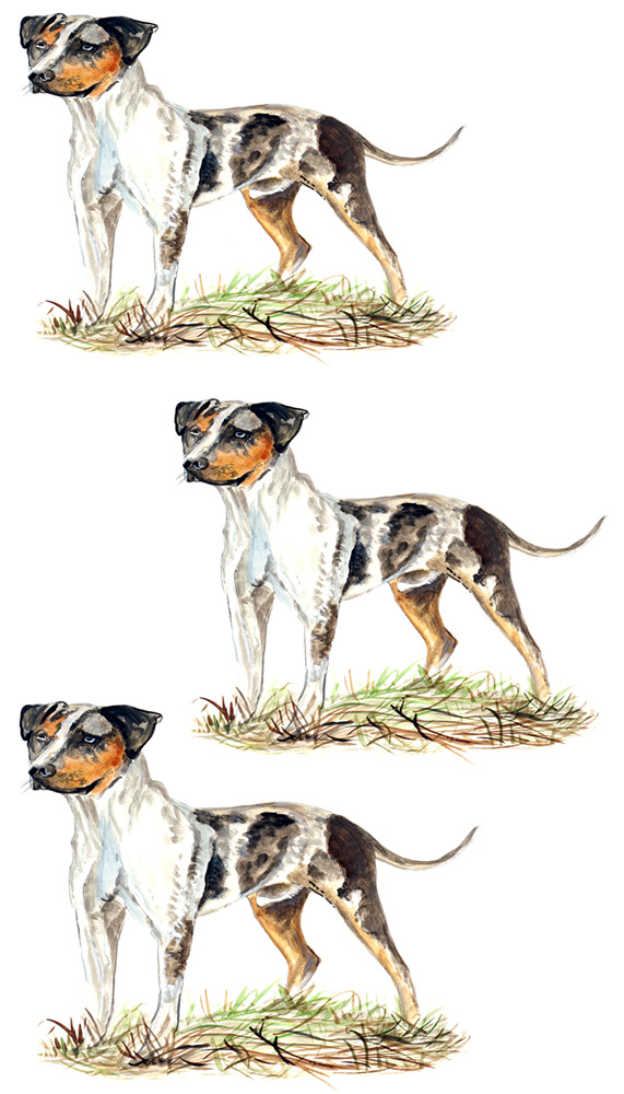 CATAHOULA LEOPARD DOG Decal/Sticker - Click Image to Close