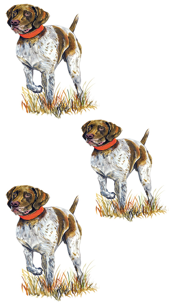 German Short haired Pointer 3 Decal/Sticker - Click Image to Close