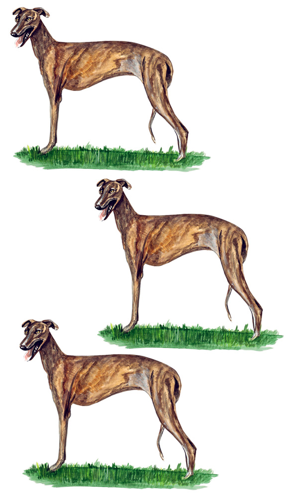 Greyhound 3 Decal/Sticker - Click Image to Close
