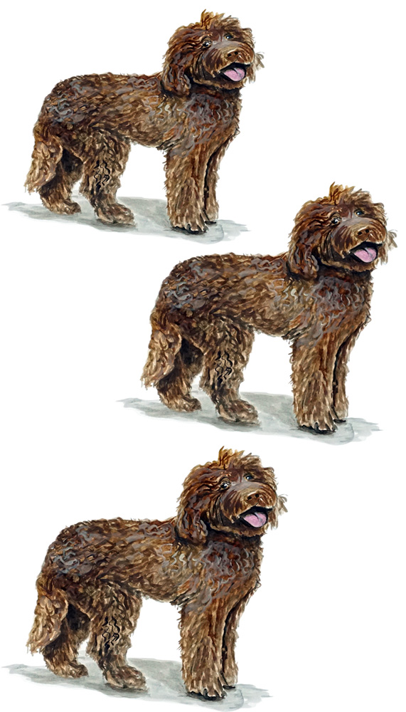 Labradoodle 3 Decal/Sticker - Click Image to Close