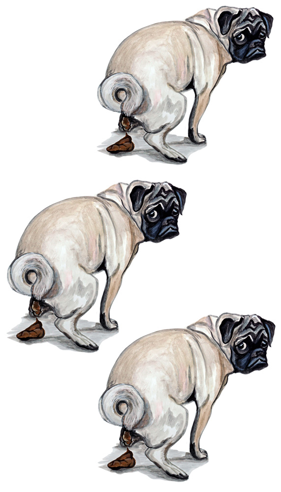 Pug Poop 3 Decal/Sticker - Click Image to Close