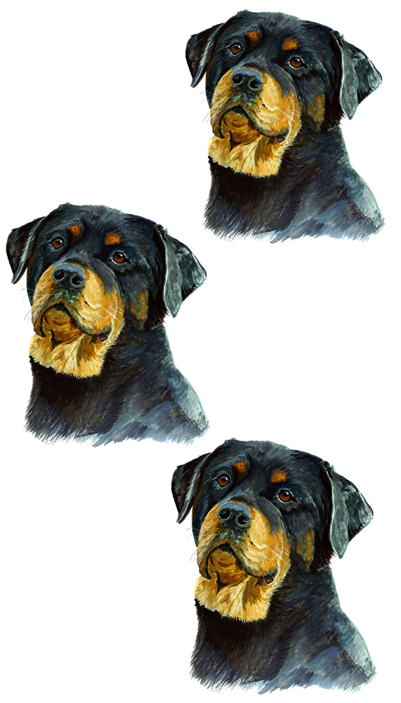 Rotweiler 3 Decal/Sticker - Click Image to Close