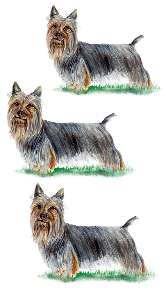 Silky Terrier 3 Decal/Sticker - Click Image to Close