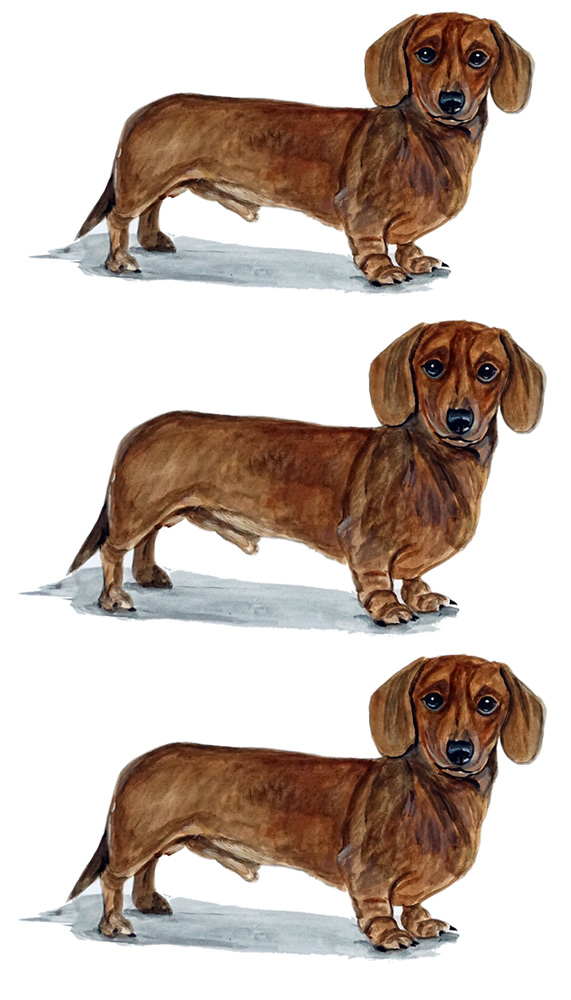 Weiner Dog 3 Decal/Sticker - Click Image to Close