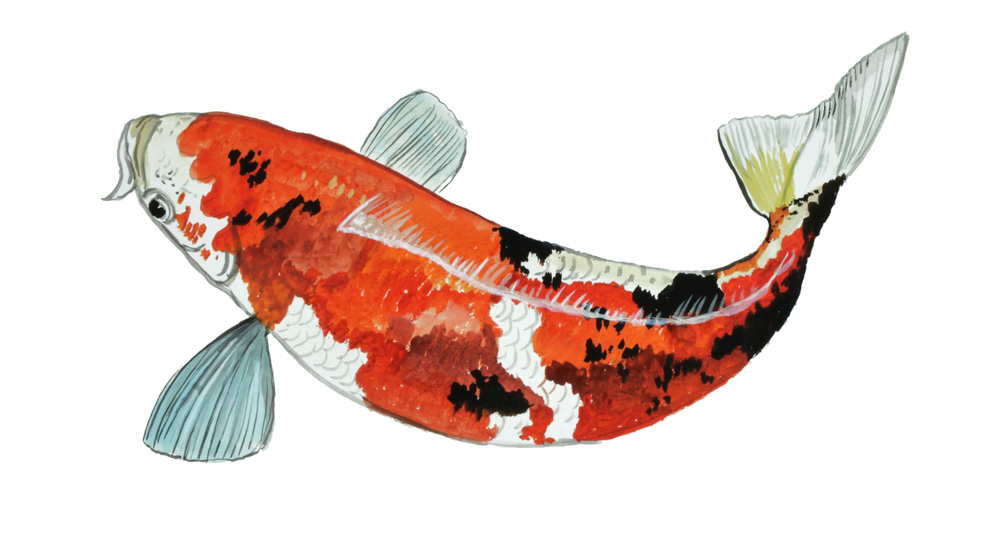 KOI FISH Decal/Sticker - Click Image to Close