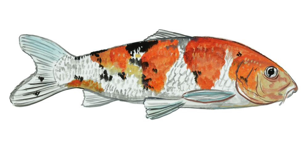 KOI FISH Decal/Sticker - Click Image to Close