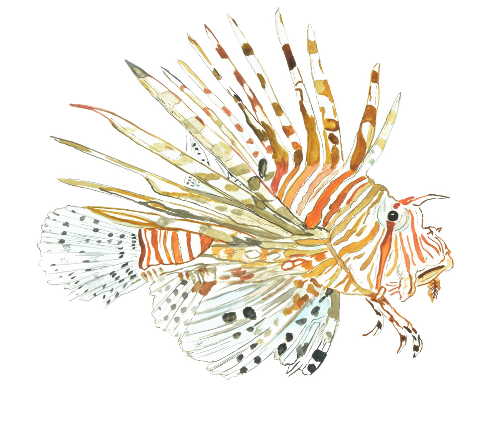 LION FISH Decal/Sticker - Click Image to Close