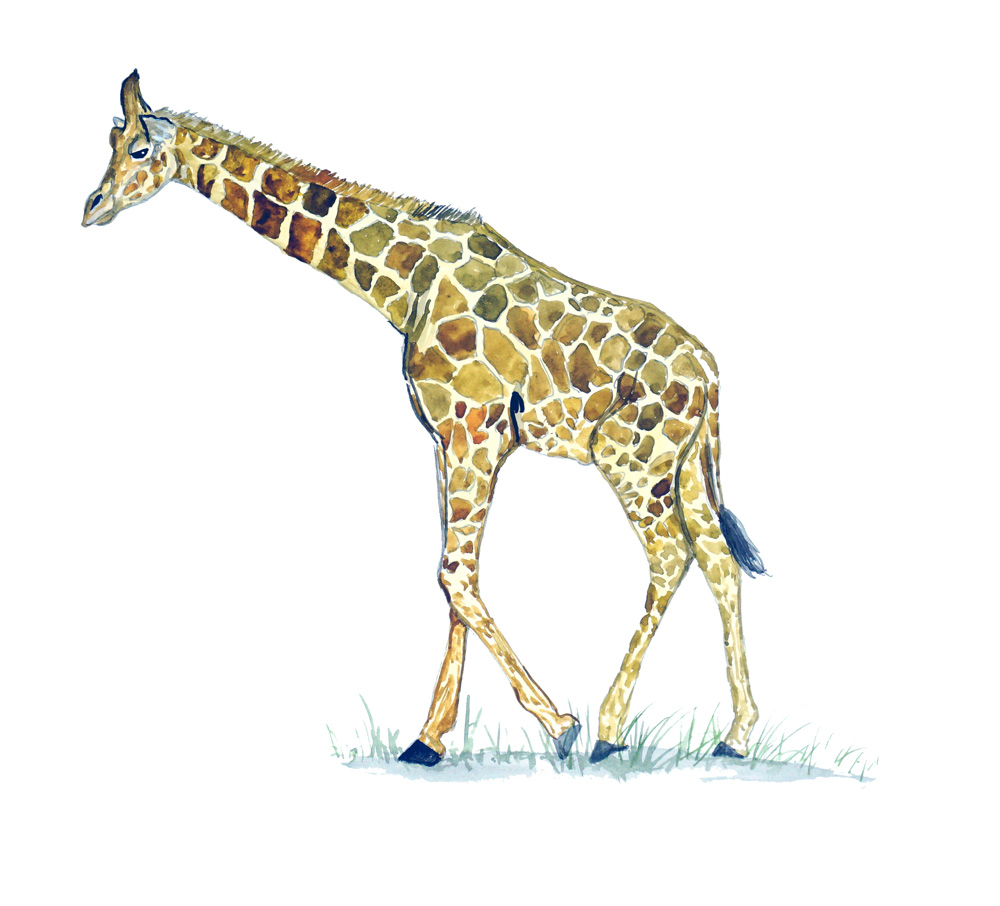 Giraffe Decal/Sticker - Click Image to Close