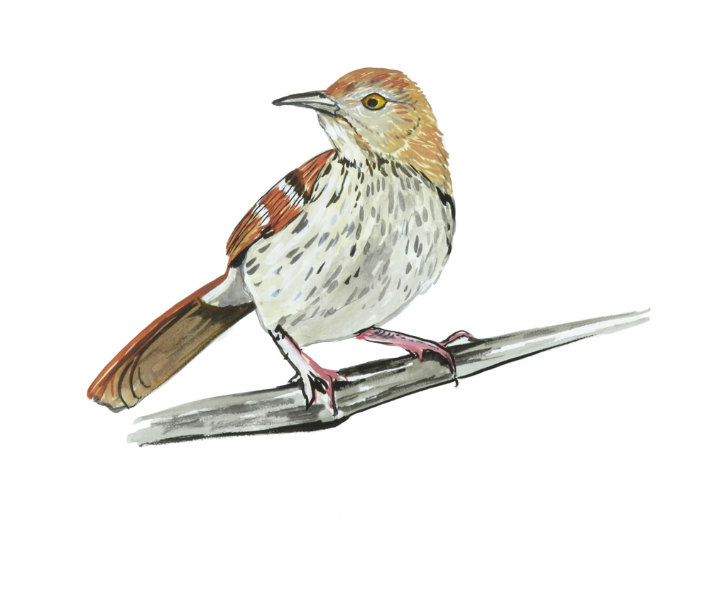 BROWN THRASHER Decal/Sticker - Click Image to Close