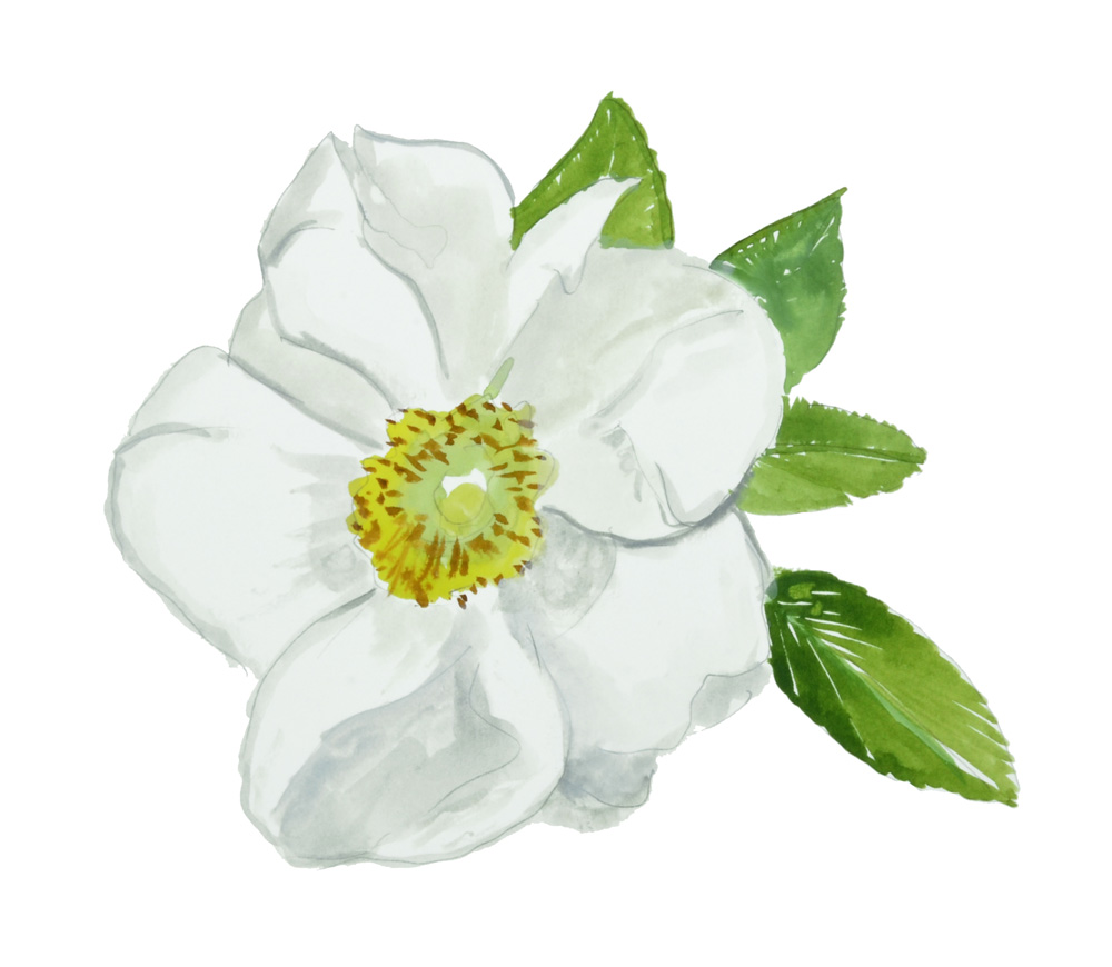 CHEROKEE ROSE Decal/Sticker - Click Image to Close