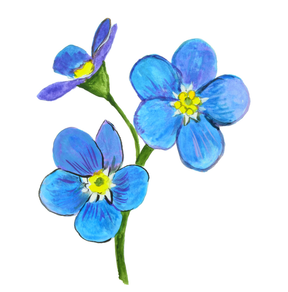 FORGET ME NOT Decal/Sticker - Click Image to Close