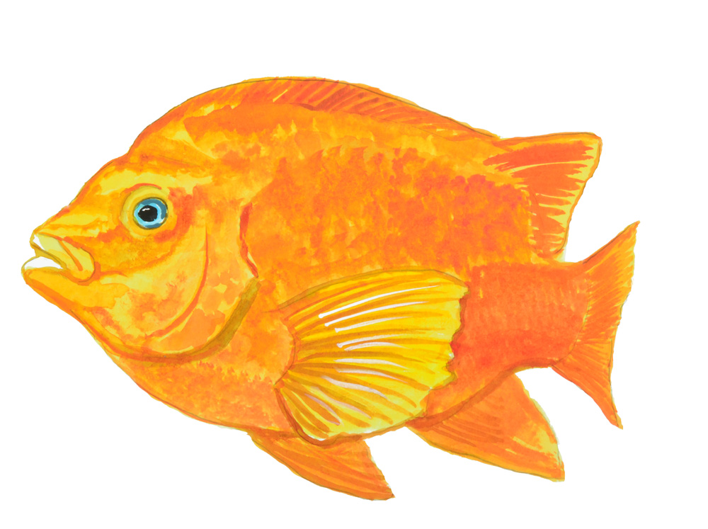 GARIBALDI FISH Decal/Sticker - Click Image to Close