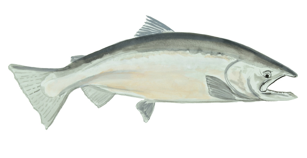 KING SALMON Decal/Sticker - Click Image to Close