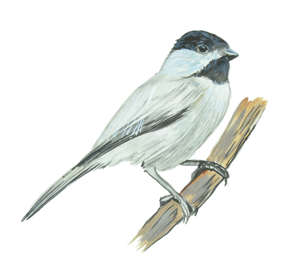 CHICKADEE BIRD Decal/Sticker - Click Image to Close