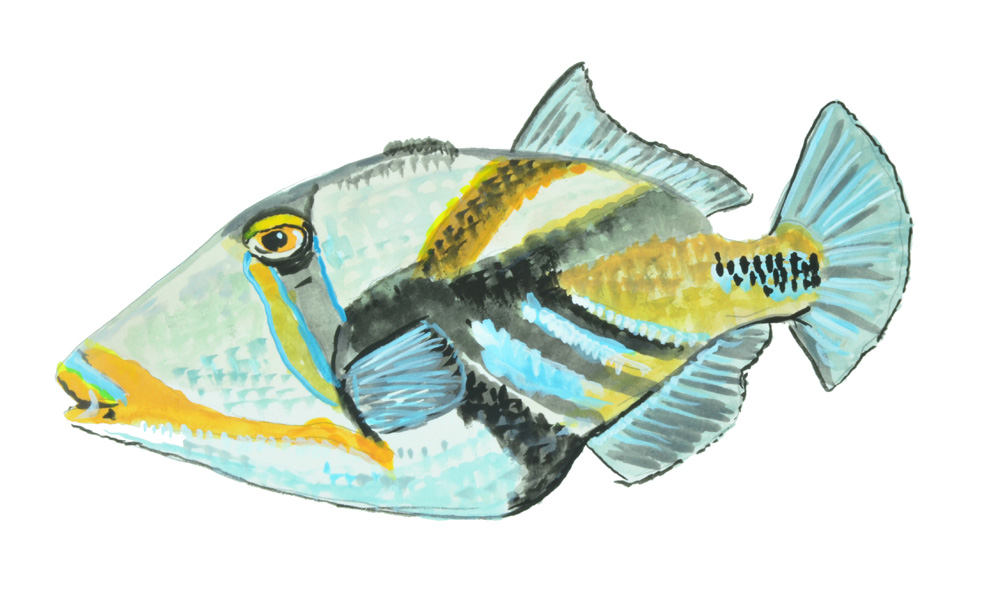 HUMUHUMUNUKUNUKUKUAPUA FISH Decal/Sticker - Click Image to Close