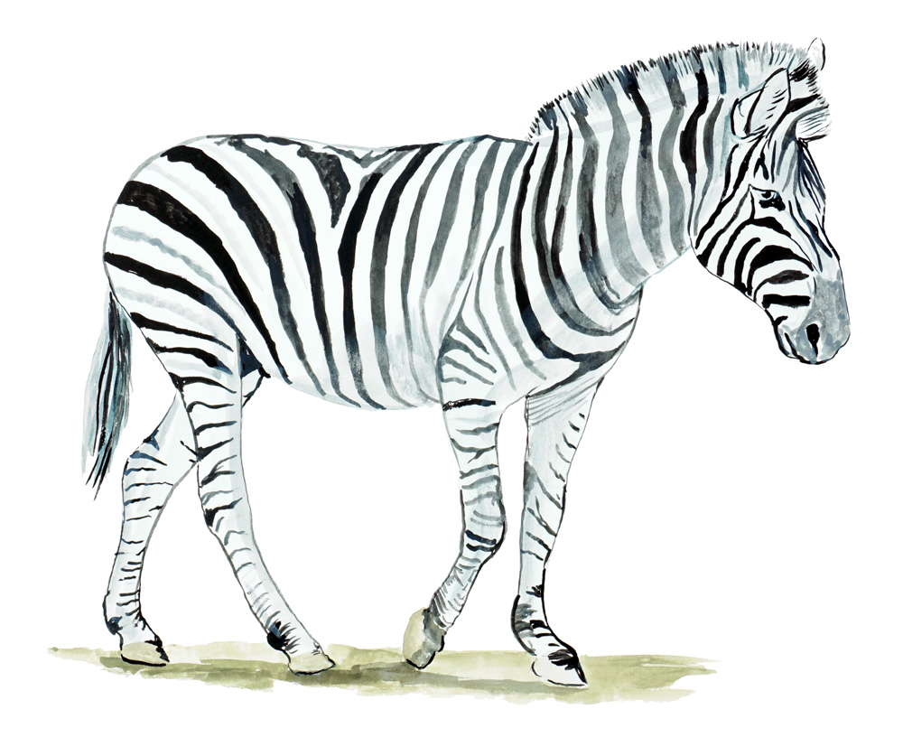 Zebra Decal/Sticker - Click Image to Close