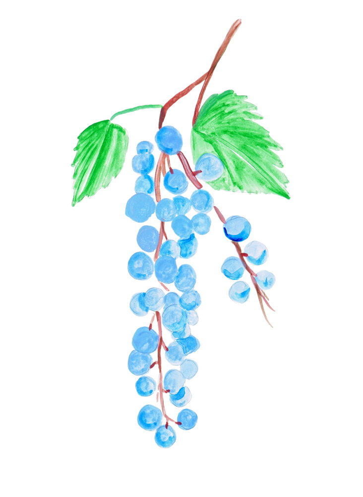 Grape Berries Decal/Sticker - Click Image to Close