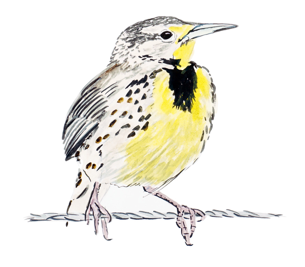 Meadowlark Decal/Sticker - Click Image to Close