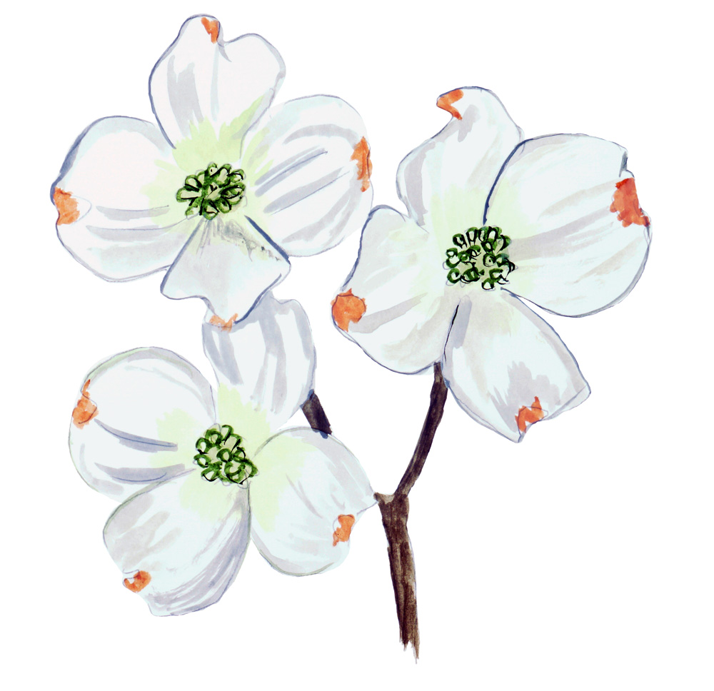 Dogwood Decal/Sticker - Click Image to Close