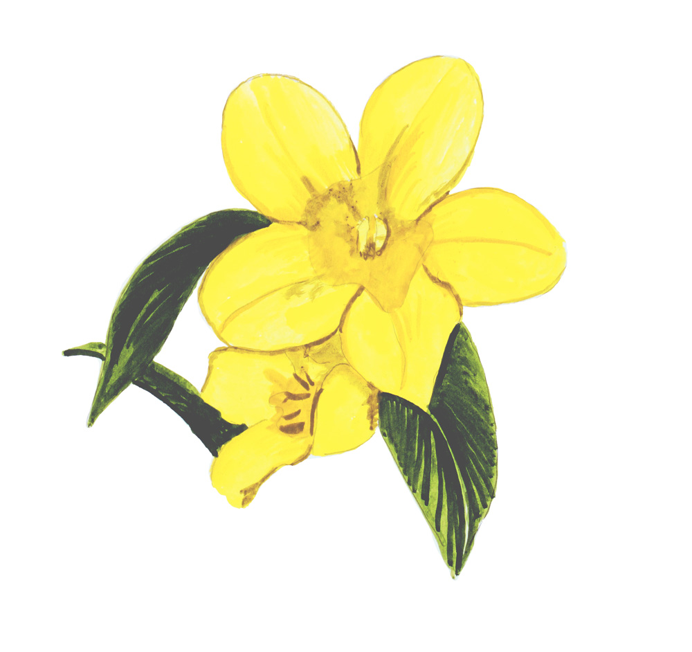 Yellow Jasmine Decal/Sticker - Click Image to Close