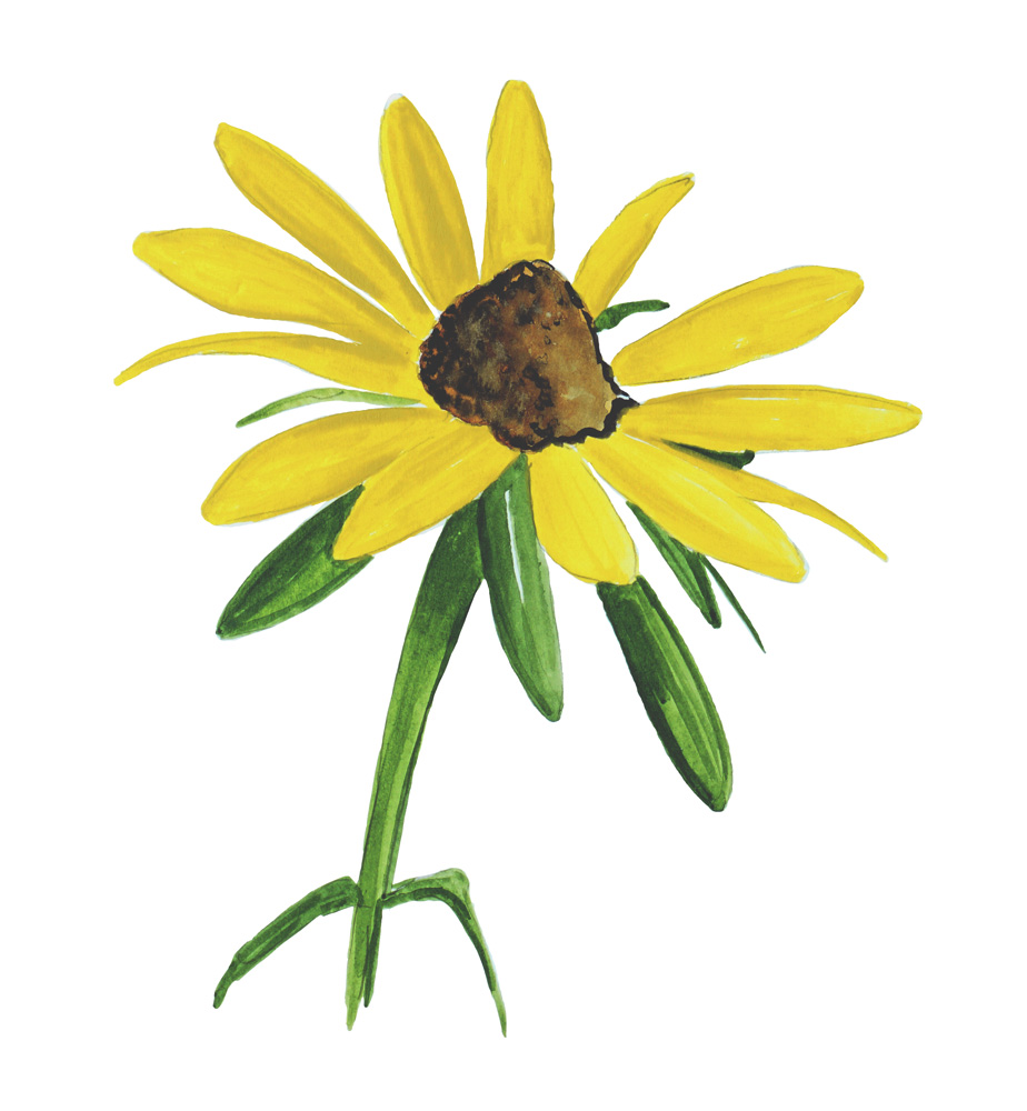 Black Eyed Susan Decal/Sticker - Click Image to Close