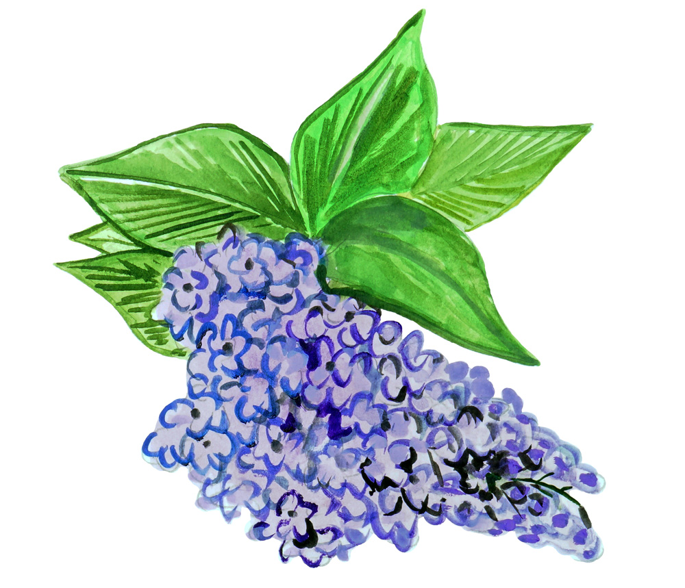 Purple Lilac Decal/Sticker - Click Image to Close