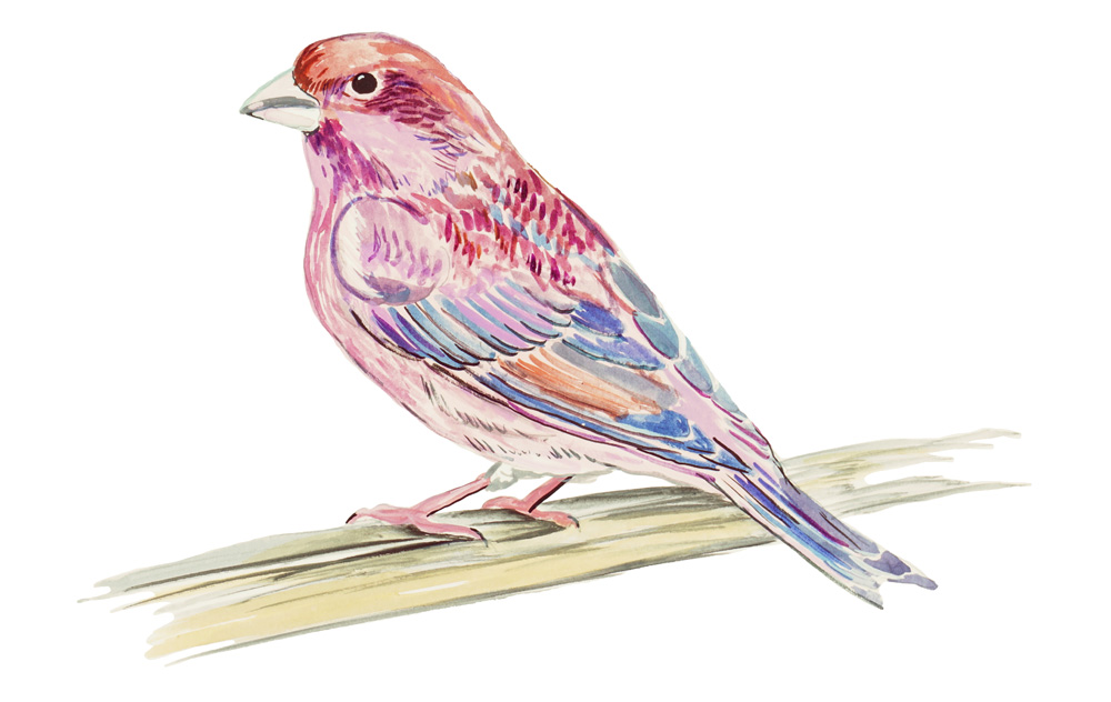 Purple Finch Decal/Sticker - Click Image to Close