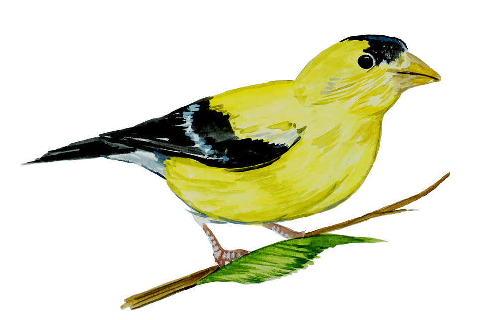 Yellow Finch Decal/Sticker - Click Image to Close