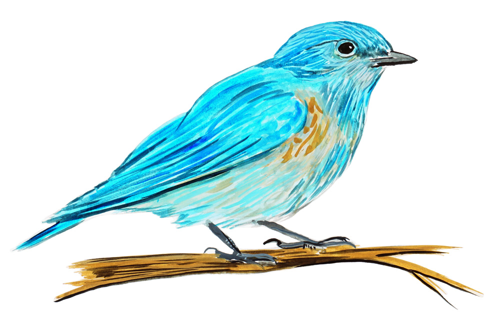 Bluebird Decal/Sticker - Click Image to Close
