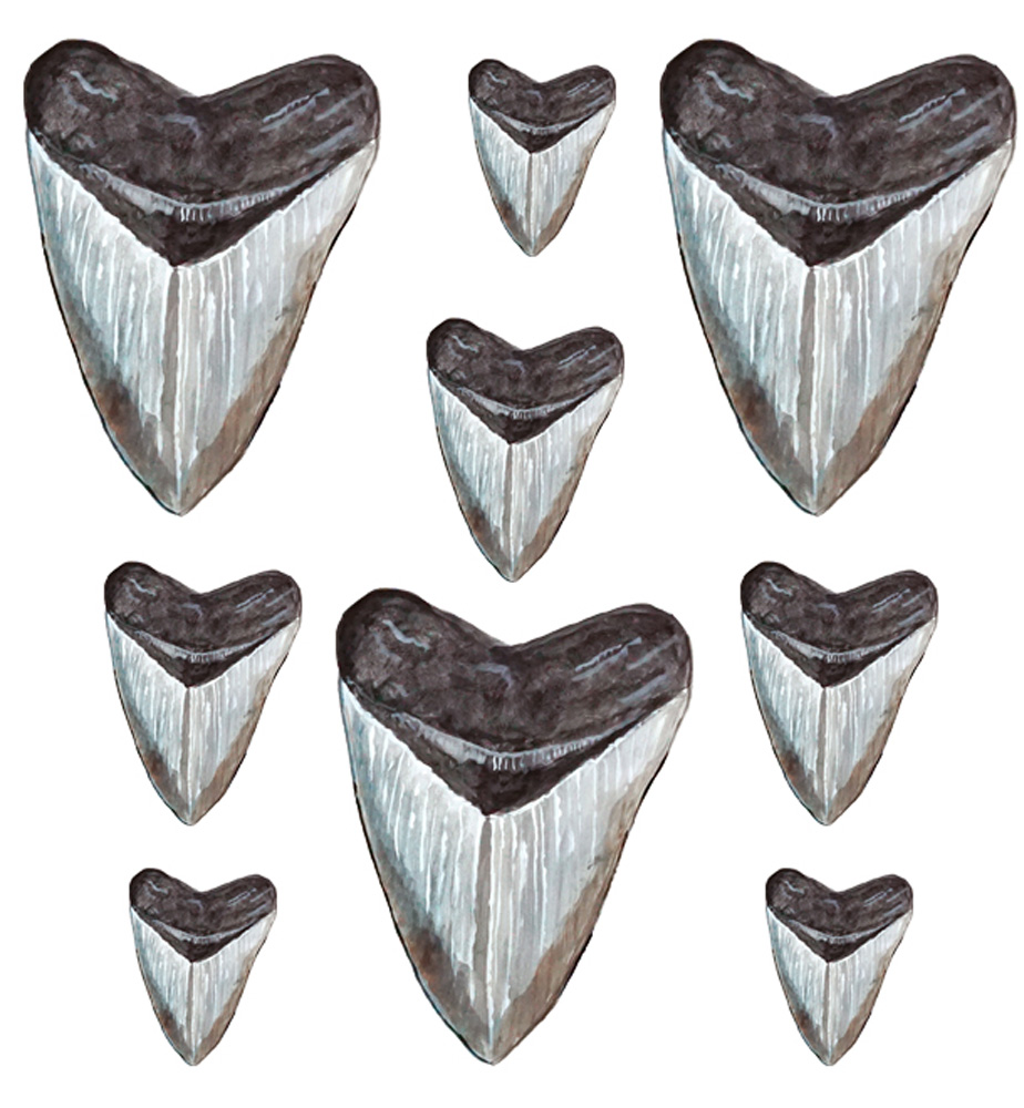 Megalodon Shark Teeth Decal/Sticker - Click Image to Close