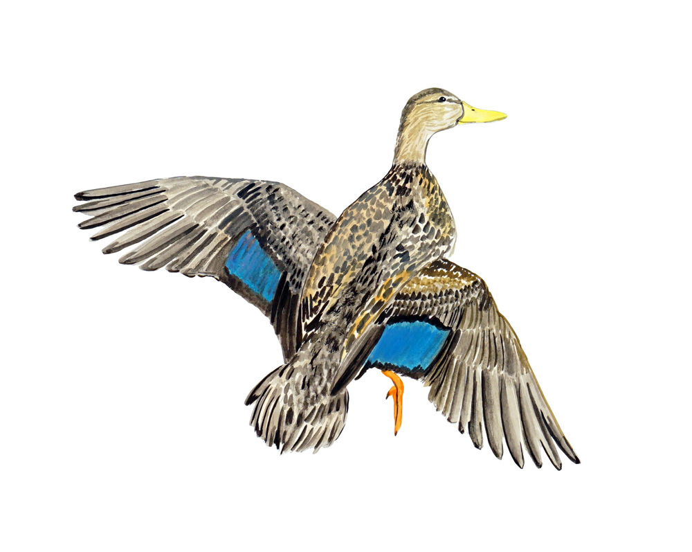 Black Duck Decal/Sticker - Click Image to Close