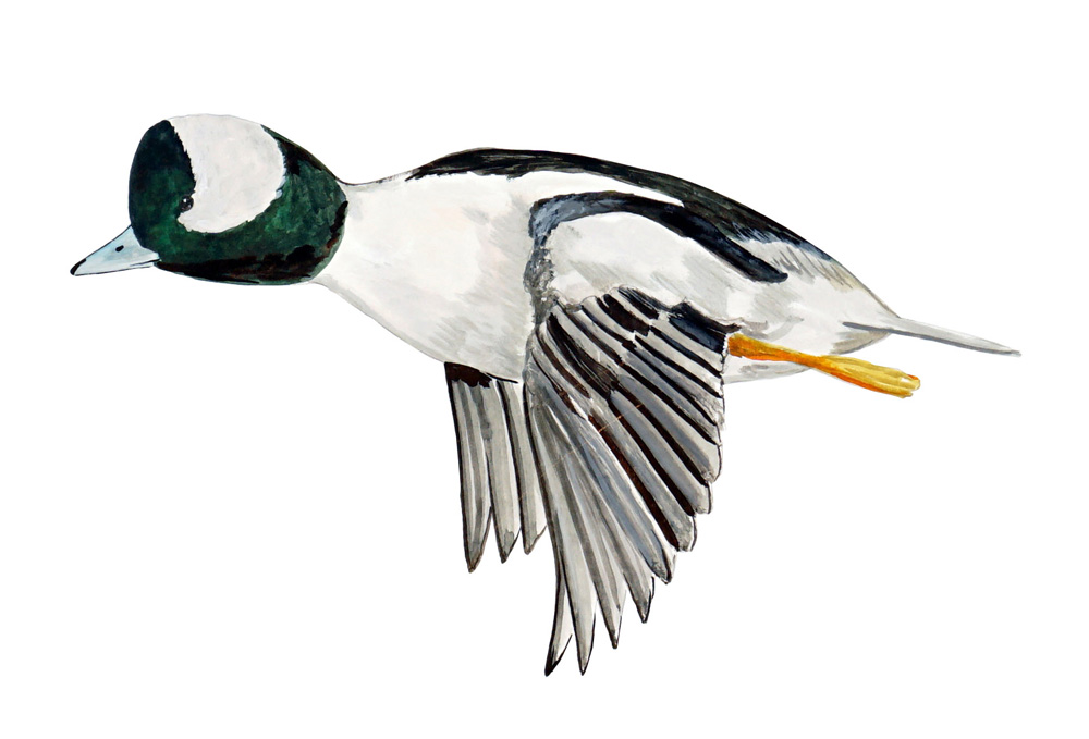 Bufflehead Duck Decal/Sticker - Click Image to Close
